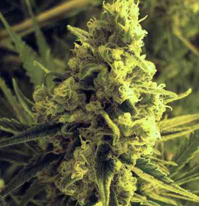 Critical Hog > T.H. Seeds | Feminized Marijuana   |  Indica